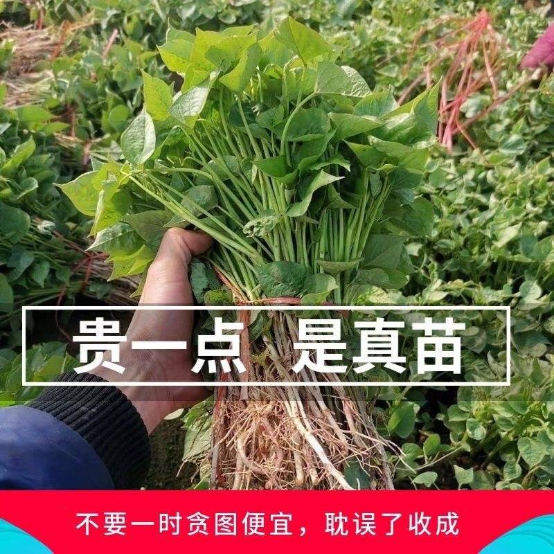西瓜红红薯苗/西瓜红苗/西瓜红地瓜苗/现挖现发/保真苗子