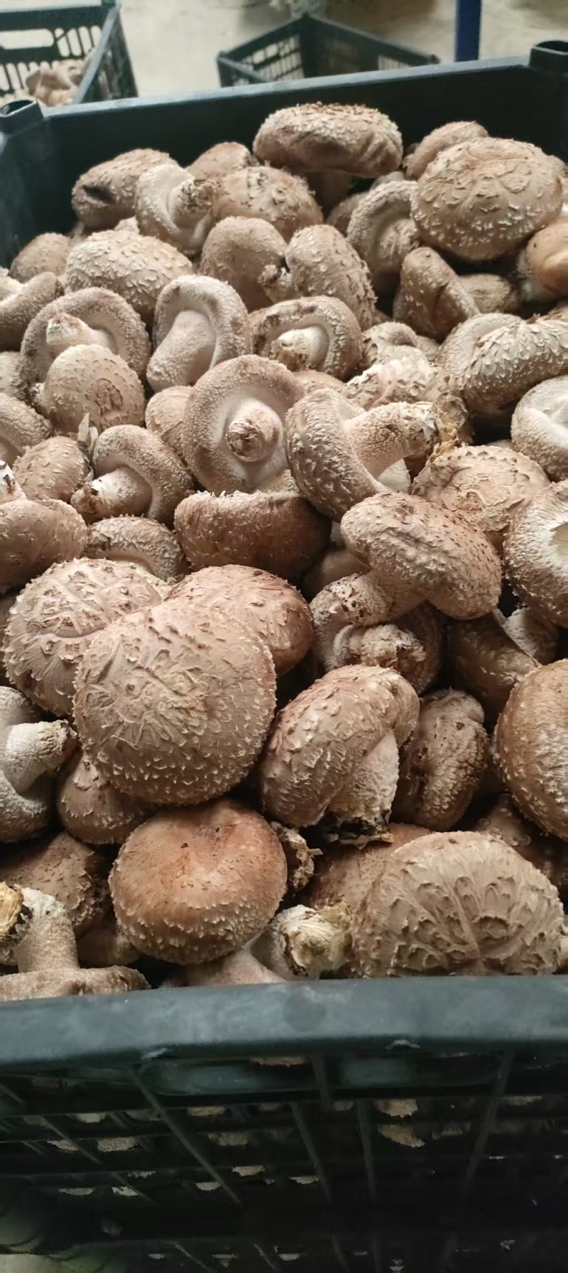 安龙县花菇常年稳定供给高品质花菇，人工挑选