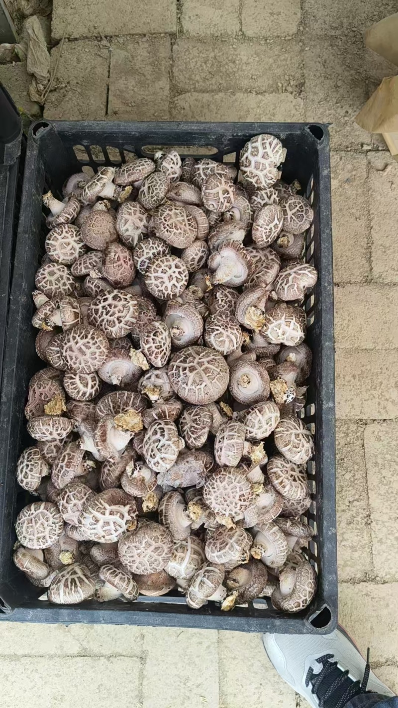 安龙县花菇常年稳定供给高品质花菇，人工挑选