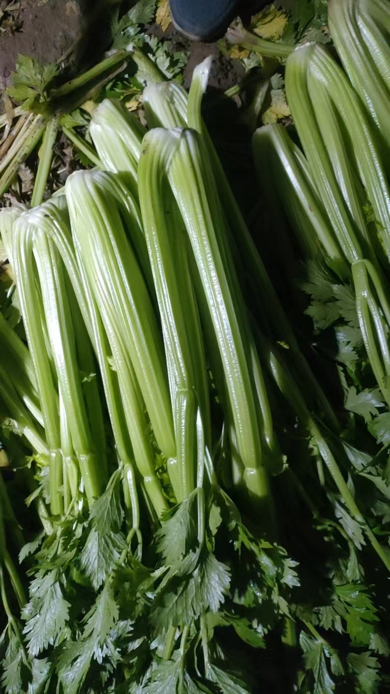 西芹芹菜山东芹菜菏泽芹菜基地直发保质保量价格实惠运输便利