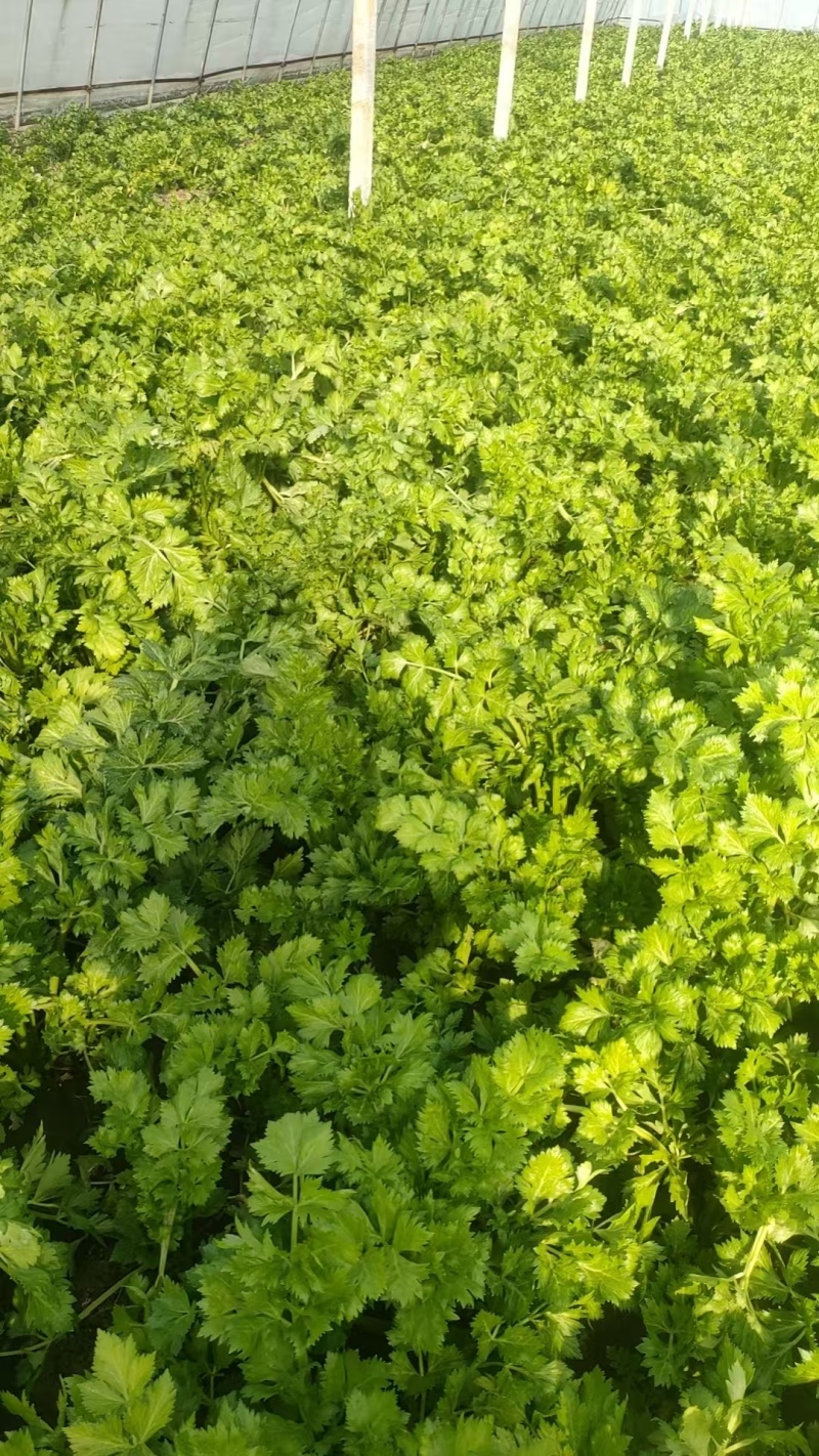 西芹芹菜山东芹菜菏泽芹菜基地直发保质保量价格实惠运输便利