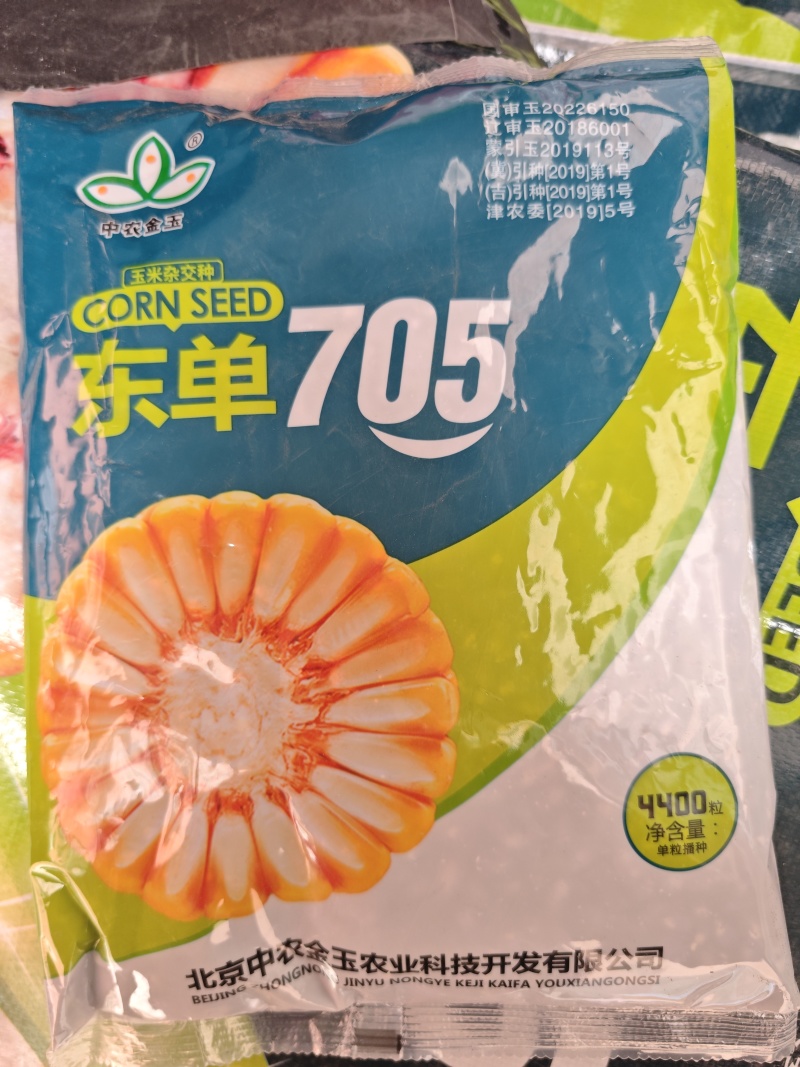 东单705双国审玉米种高抗高产，穗位85公分大棒