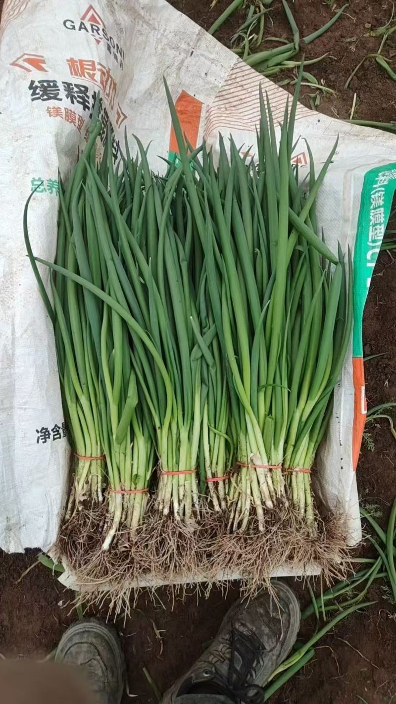 【推荐】河北四季小葱/精品小葱/全国发货/视频看货/电询