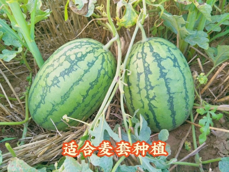 黄瓤礼品西瓜种子大棚露地均可种植口感好皮薄