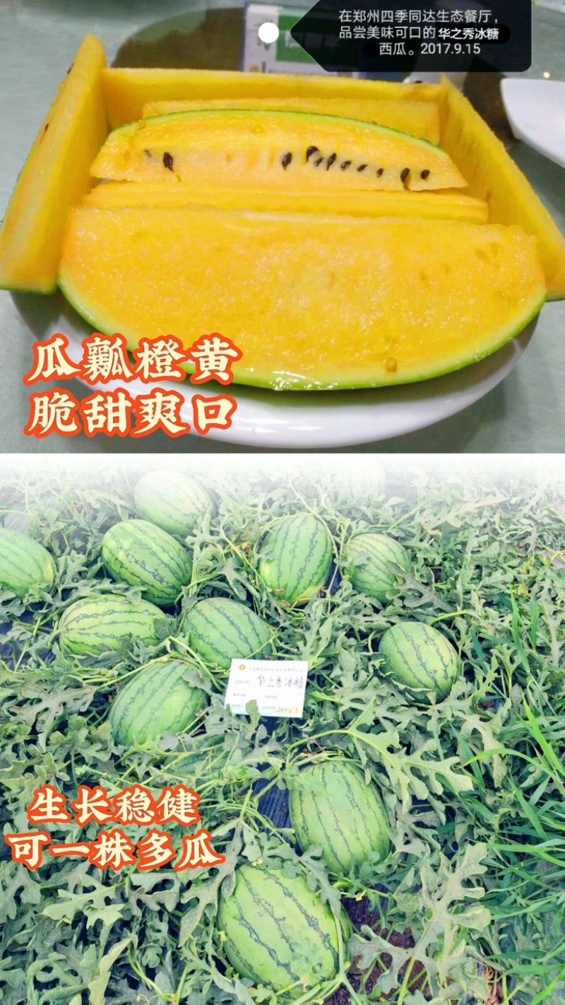 黄瓤礼品西瓜种子大棚露地均可种植口感好皮薄