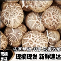 安龙县花菇常年稳定供给高品质花菇，人工挑选