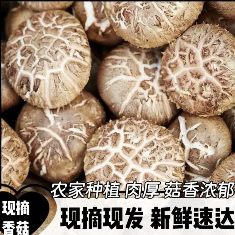 安龙县花菇常年稳定供给高品质花菇，人工挑选