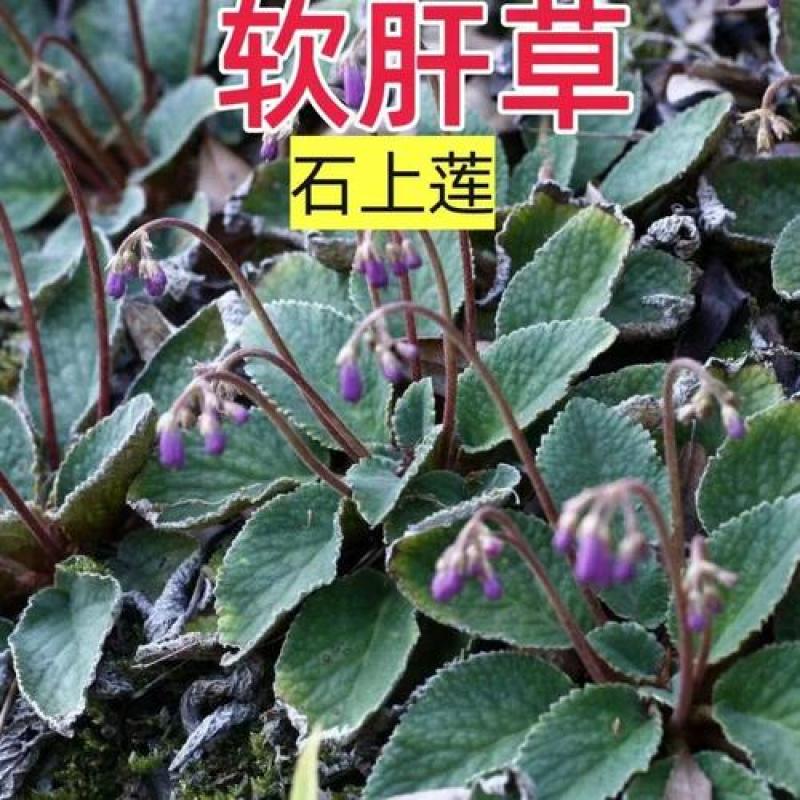 野生石上莲