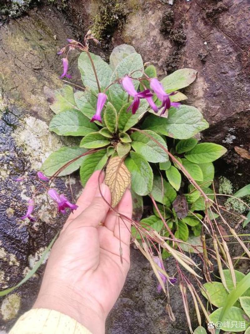 野生石上莲