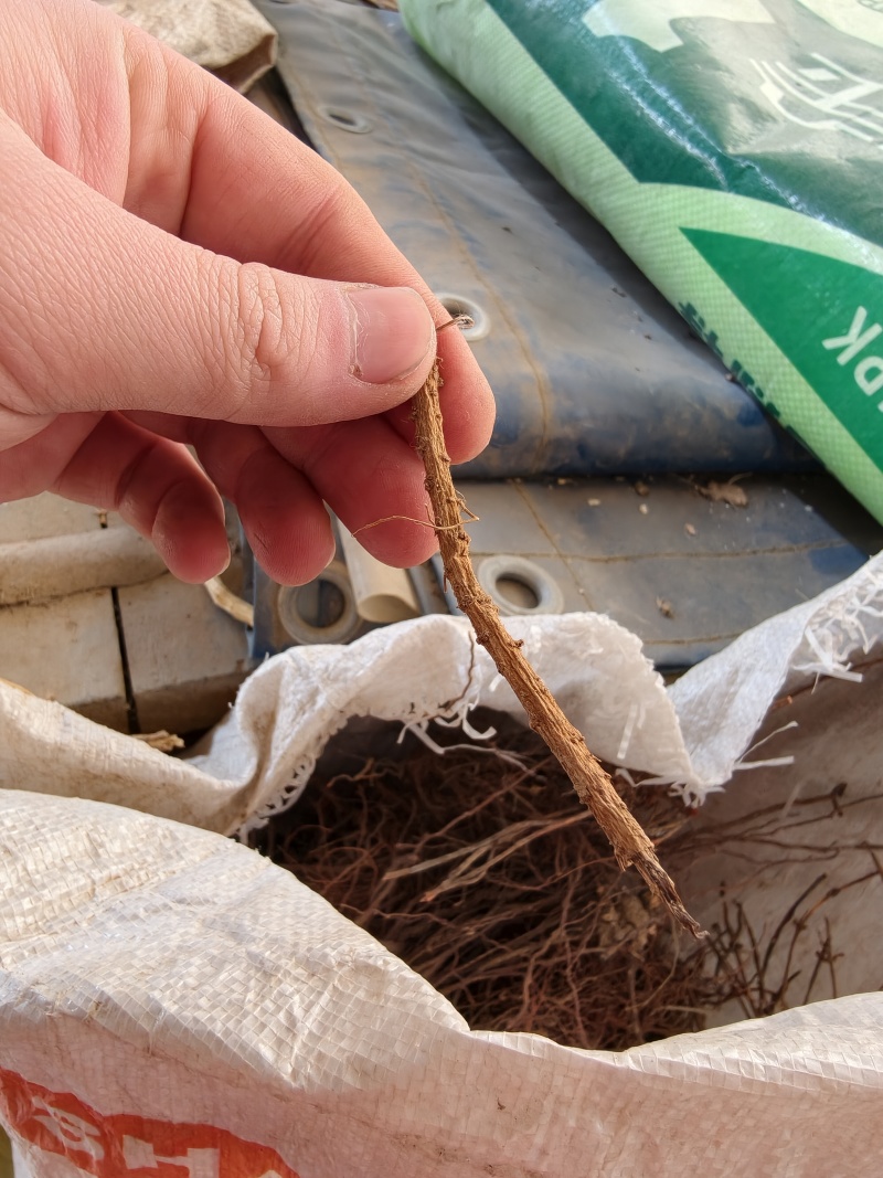 野生地骨皮，山区手工挖掘，天然晾晒
