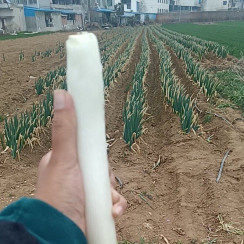 铁杆葱品质佳