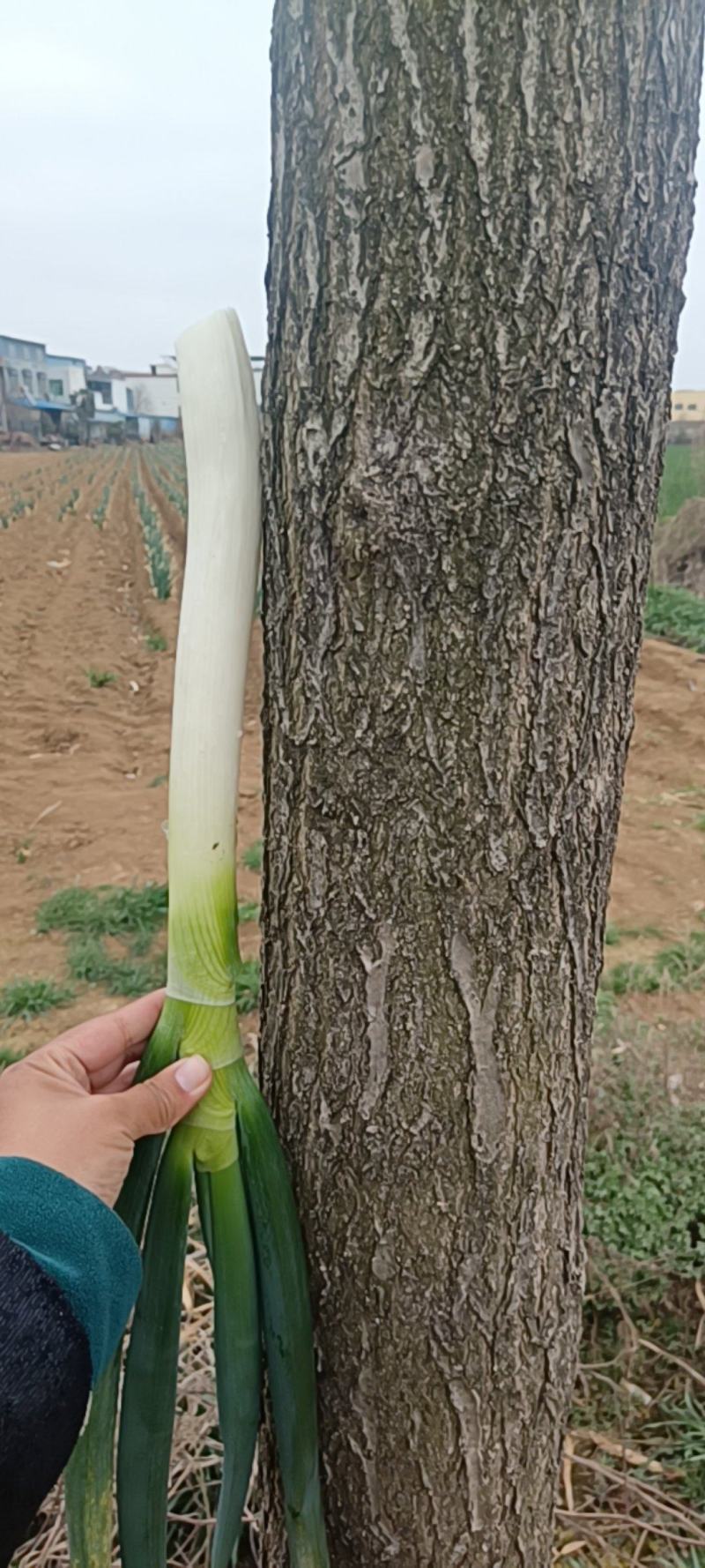 铁杆葱品质佳
