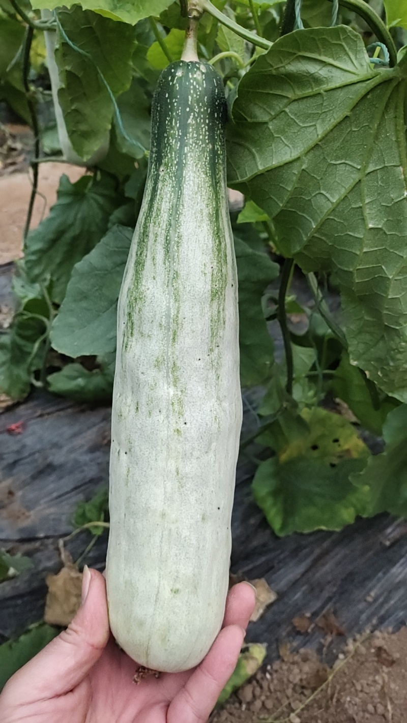 羊角蜜甜瓜，精品甜瓜，博洋72，蜜源十八，整车出货，超甜