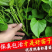 烟薯苗/原种大田扩繁苗/地瓜苗/现挖现大成活率高
