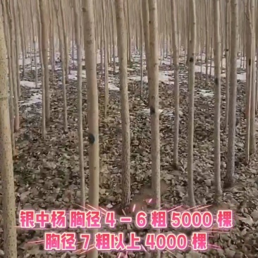 银中杨