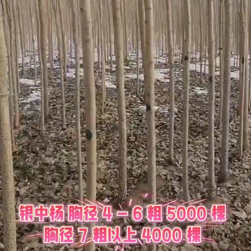 银中杨