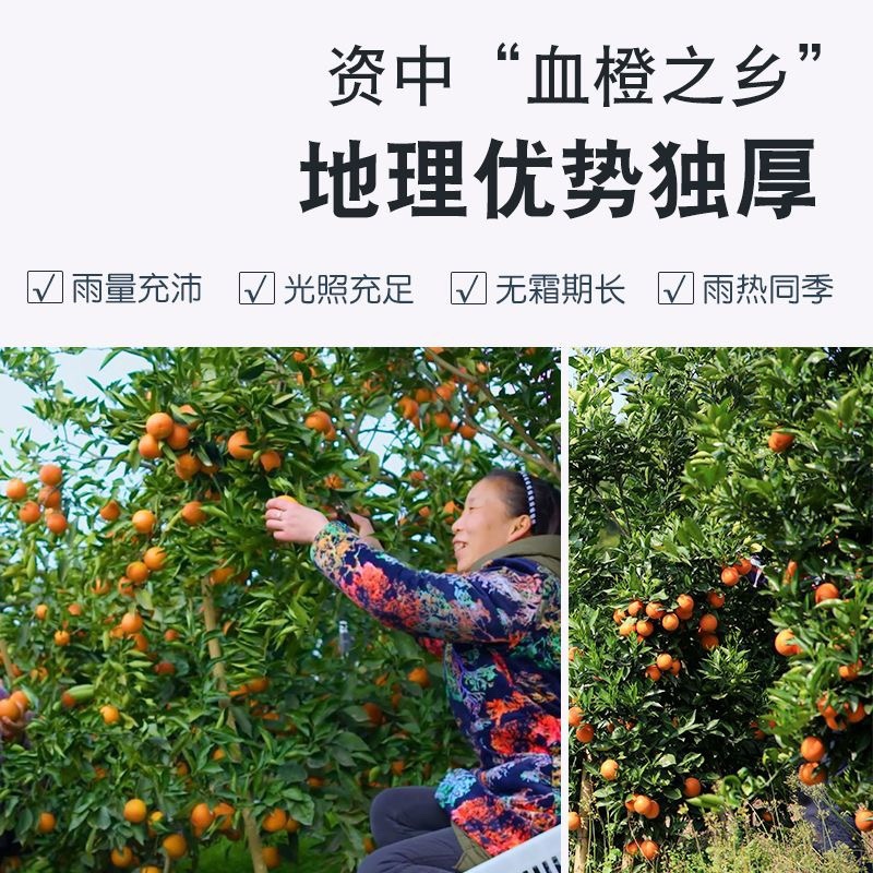 血橙3斤5斤9斤拼多多抖音视频号一件代发