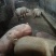 自家养殖土猪—无饲料