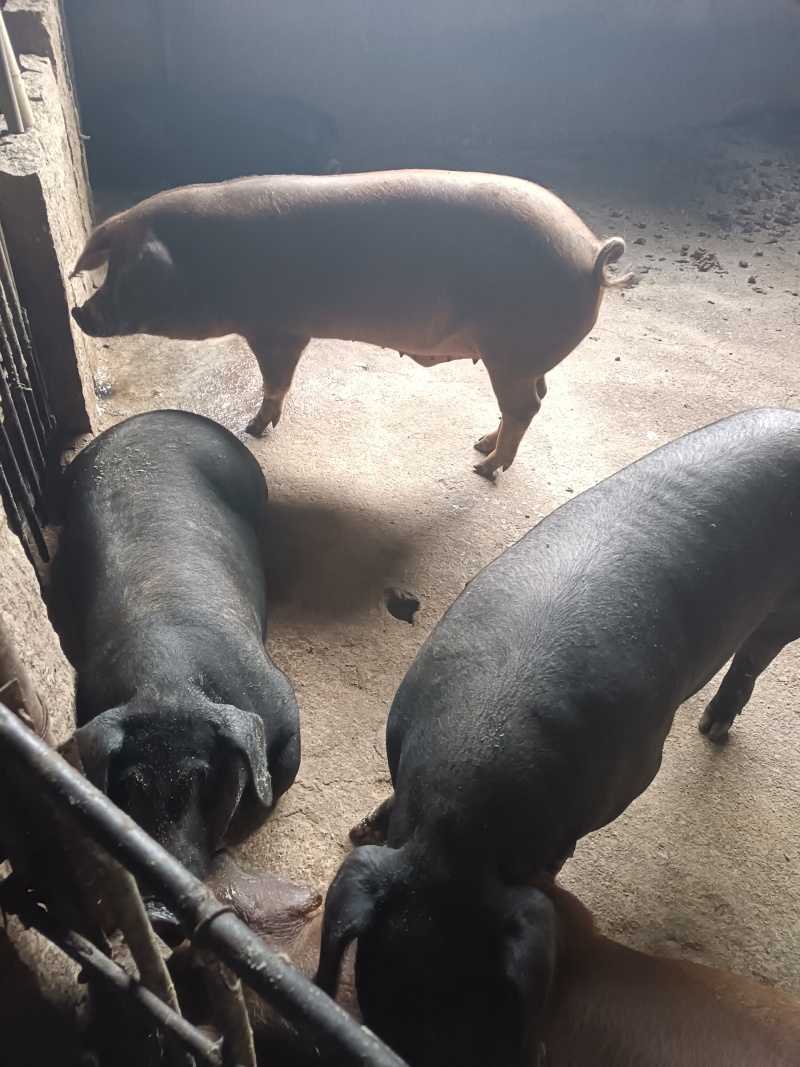 自家养殖土猪—无饲料
