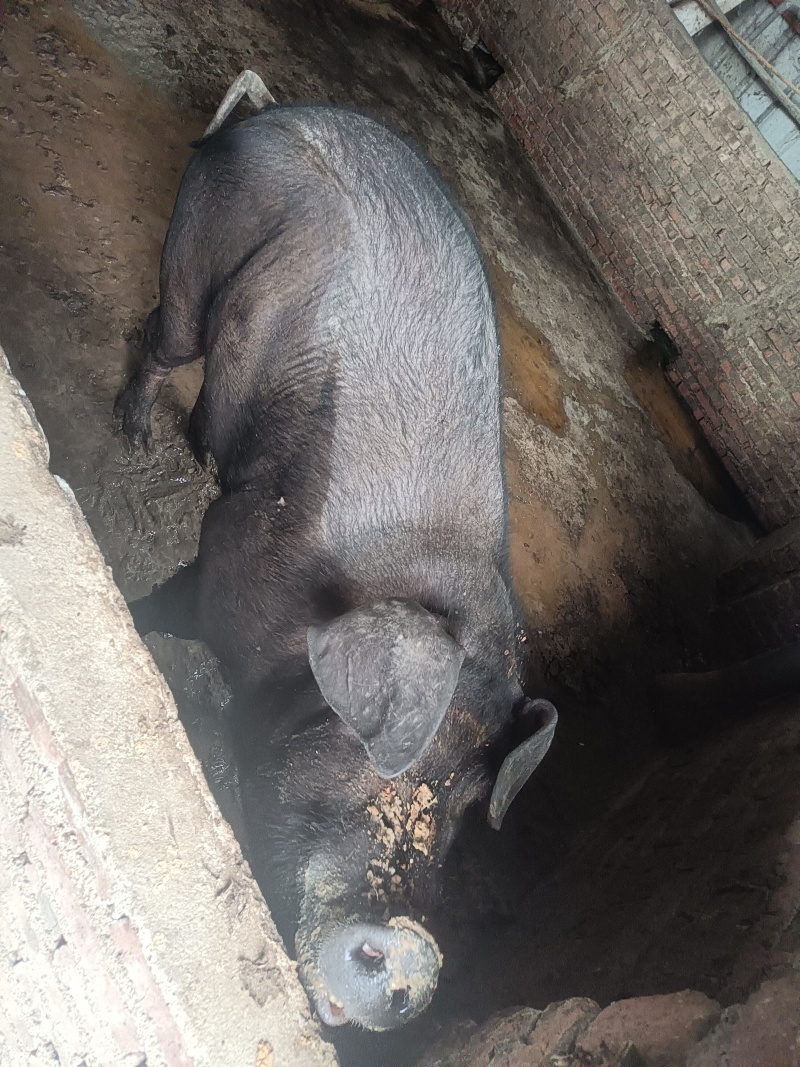 自家养殖土猪—无饲料