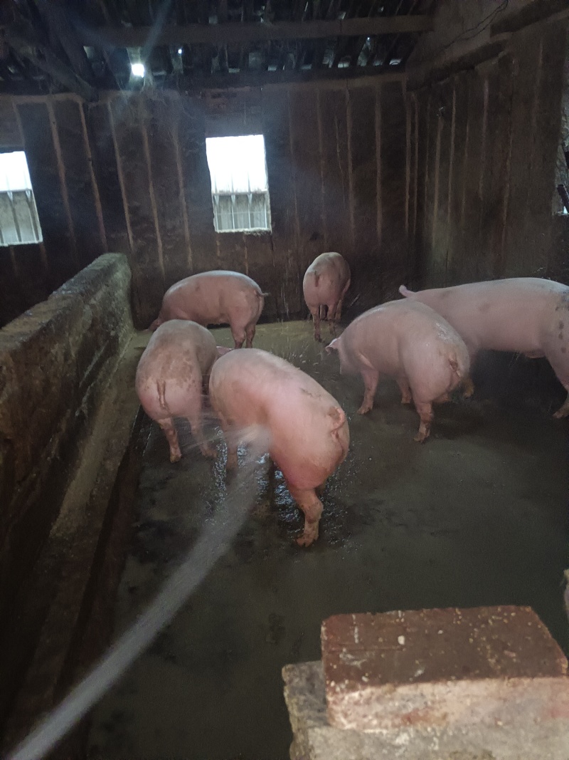 自家养殖土猪—无饲料