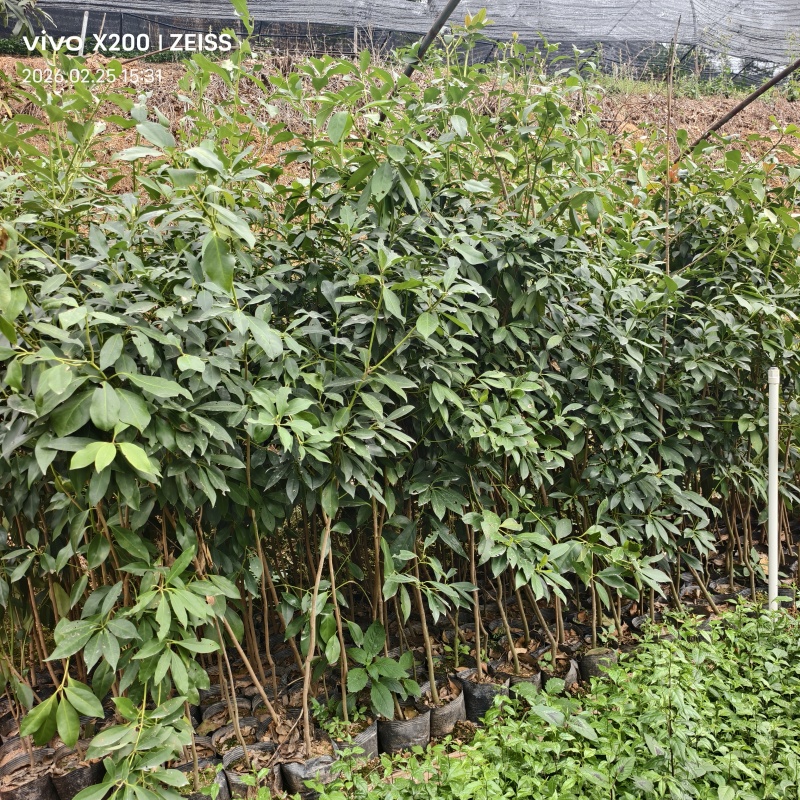八角苗种子苗直生苗小杯苗大杯苗大量供应批发