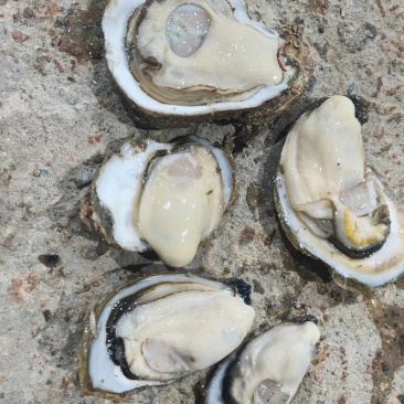生蚝批发