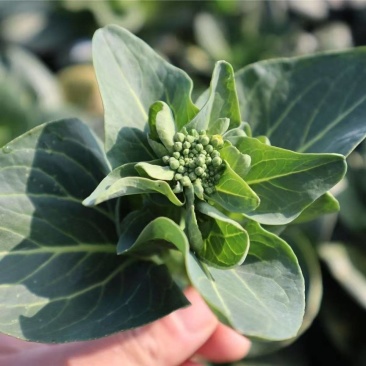 青菜苔江苏菜苔口感好价格实惠基地现采现发全国可发欢迎电联