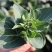 青菜苔江苏菜苔口感好价格实惠基地现采现发全国可发欢迎电联