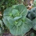 青菜苔江苏菜苔口感好价格实惠基地现采现发全国可发欢迎电联