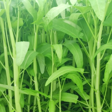 中山通菜，产地直发