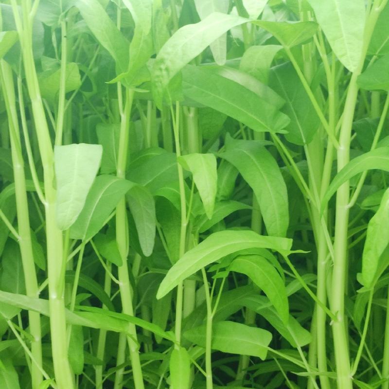 中山通菜，产地直发