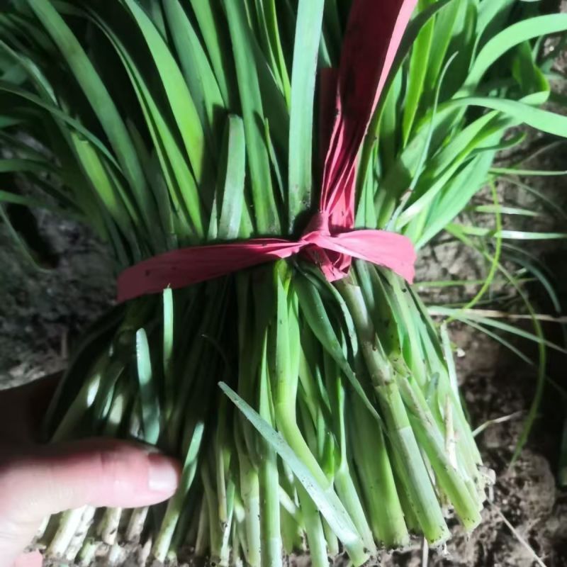 韭菜基地直发江苏韭菜南通韭菜基地欢迎老板联系价格实惠