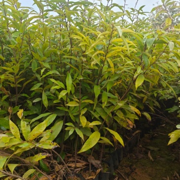 红椎小袋苗木