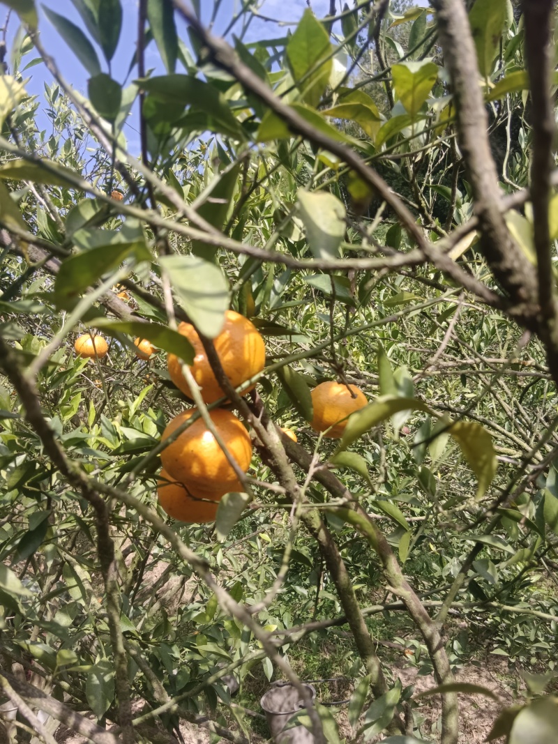 广西浦北龙门镇老树陈皮