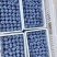 【山东蓝莓】蓝莓/L25L11F6等品种大量有货销