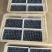 【山东蓝莓】蓝莓/L25L11F6等品种大量有货销