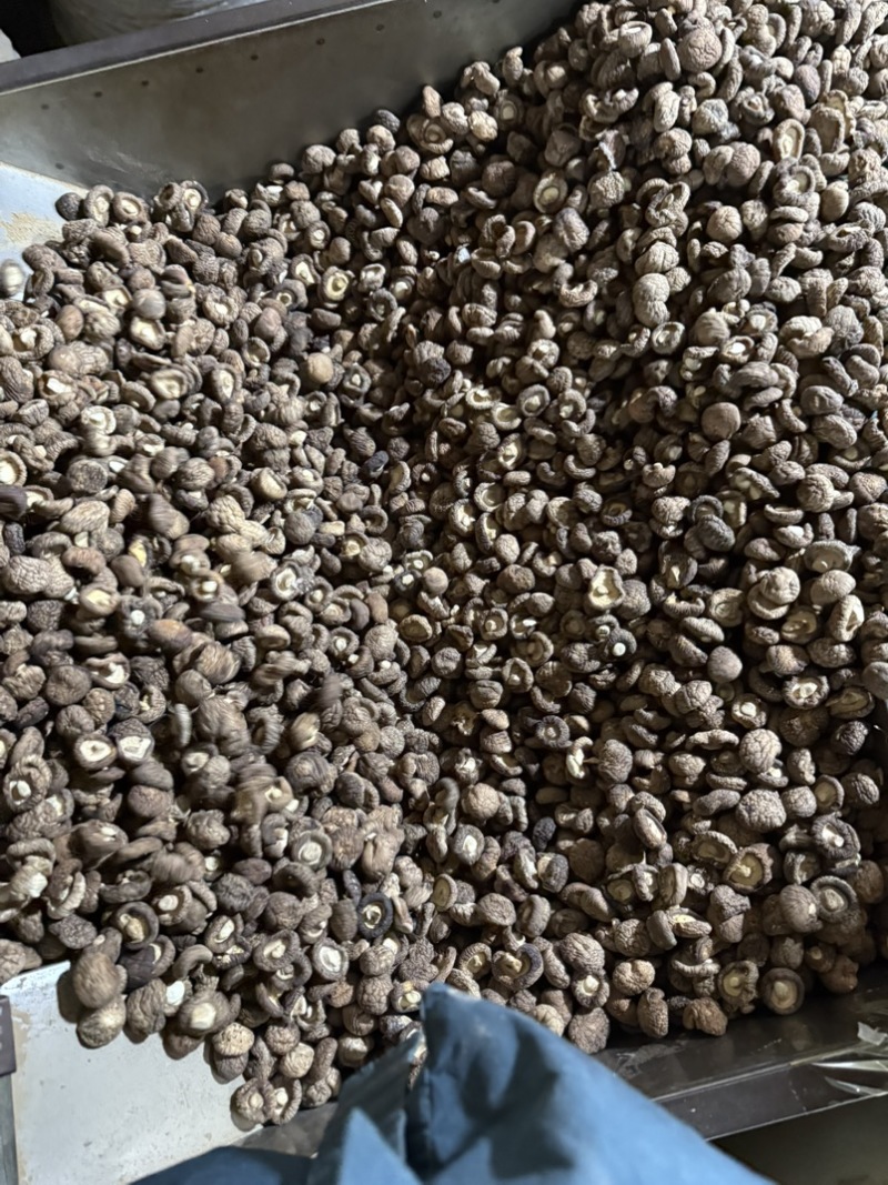 包邮2.5-3烘干香菇烘干冬菇干香菇2026新货