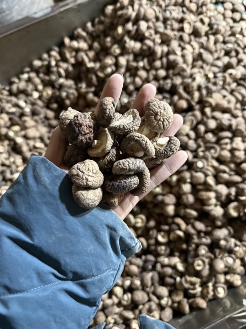 包邮2.5-3烘干香菇烘干冬菇干香菇2026新货