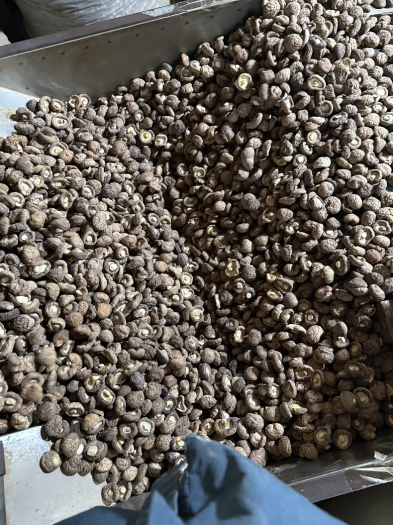 包邮2.5-3烘干香菇烘干冬菇干香菇2026新货