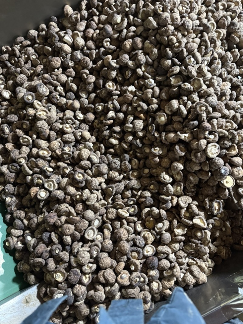 包邮2.5-3烘干香菇烘干冬菇干香菇2026新货