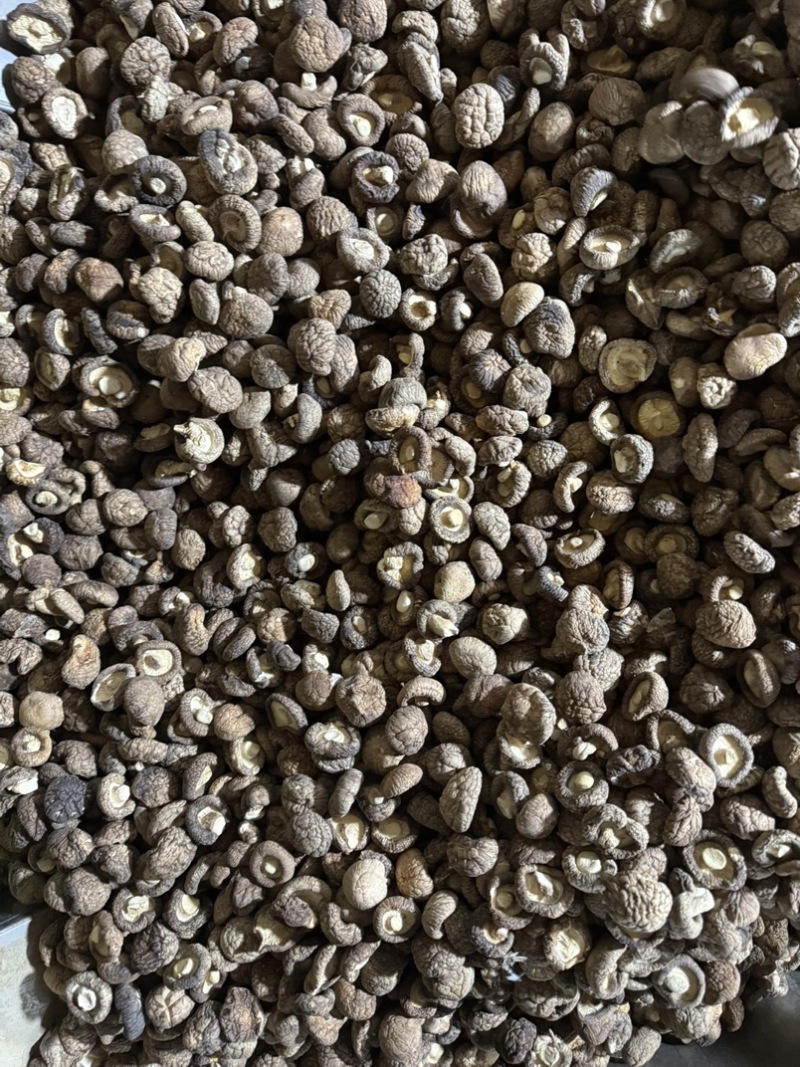 包邮2.5-3烘干香菇烘干冬菇干香菇2026新货