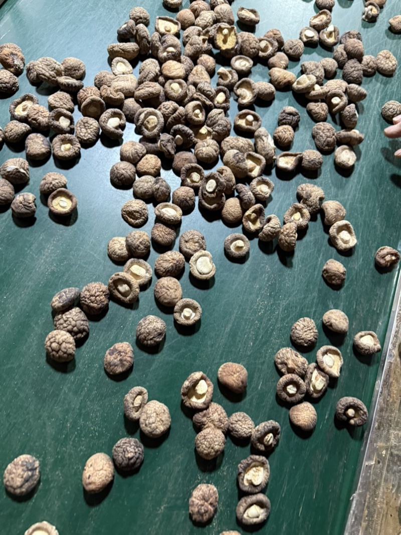 包邮2.5-3烘干香菇烘干冬菇干香菇2026新货