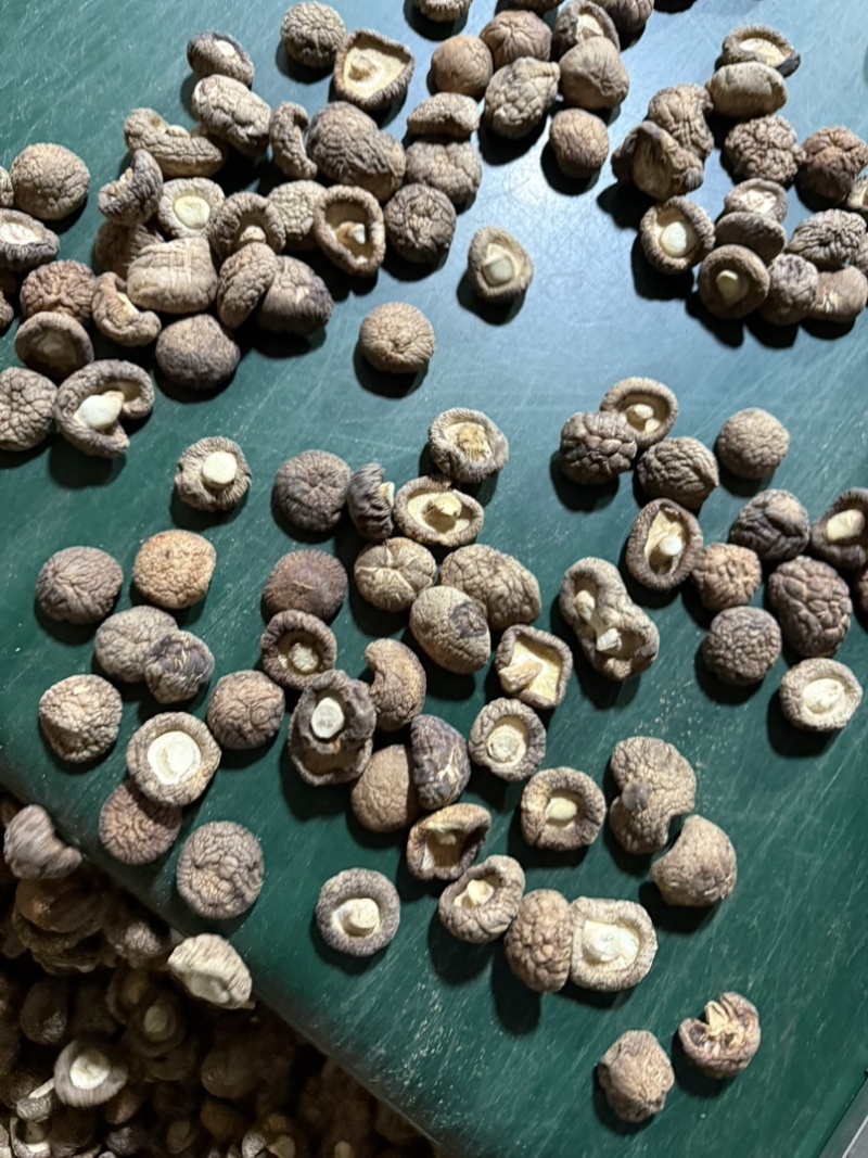 包邮2.5-3烘干香菇烘干冬菇干香菇2026新货