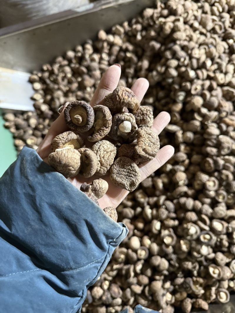 包邮2.5-3烘干香菇烘干冬菇干香菇2026新货