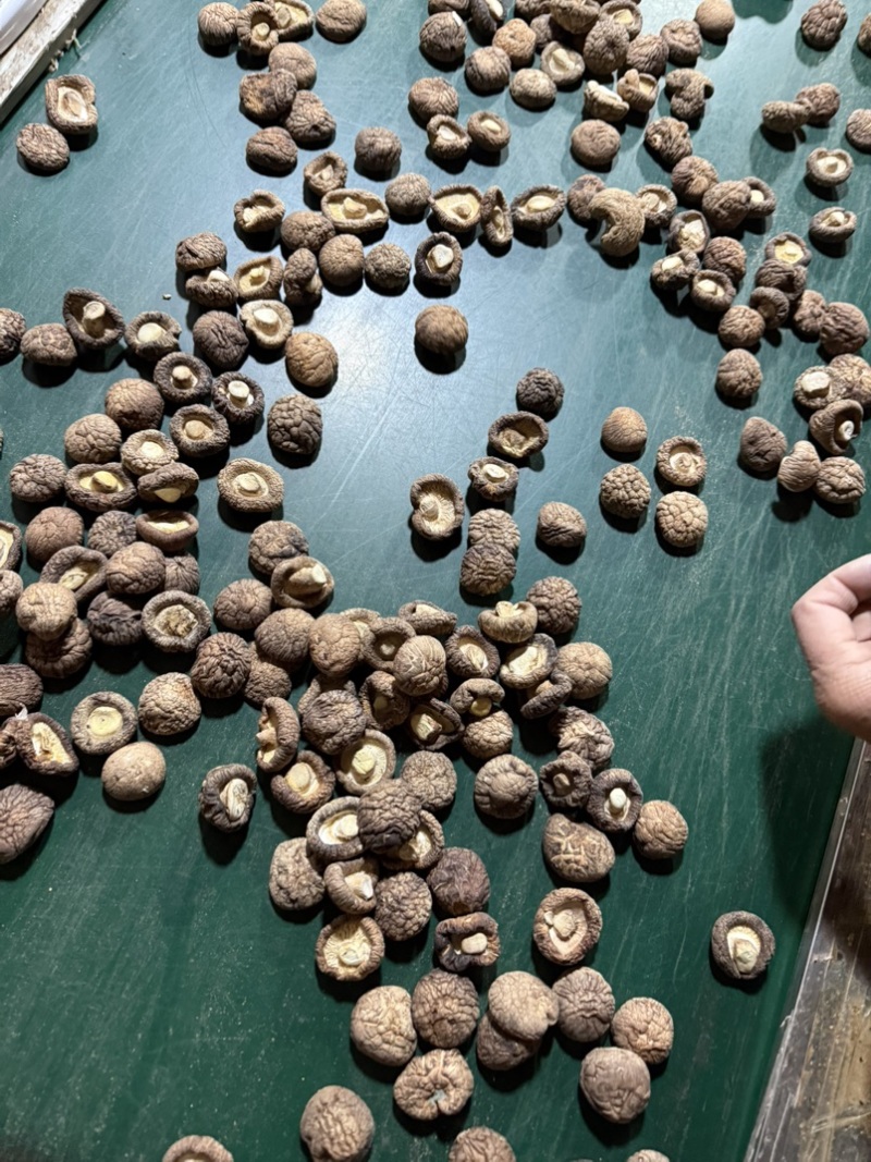 包邮2.5-3烘干香菇烘干冬菇干香菇2026新货