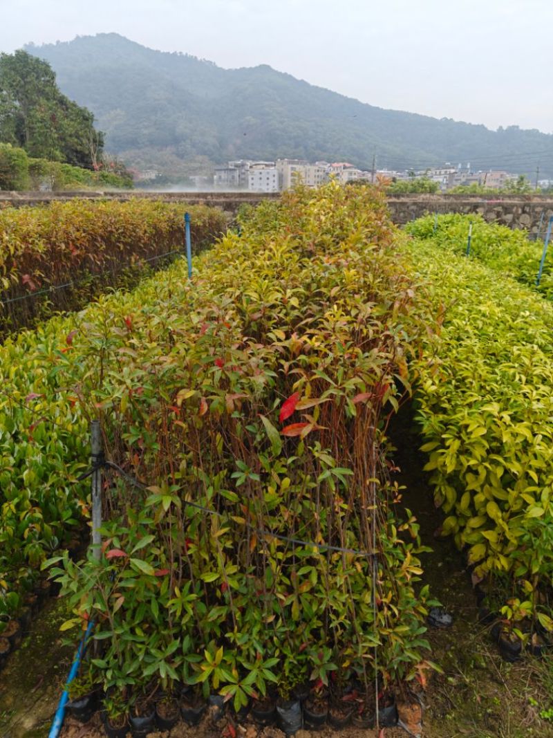 山杜英小袋苗木