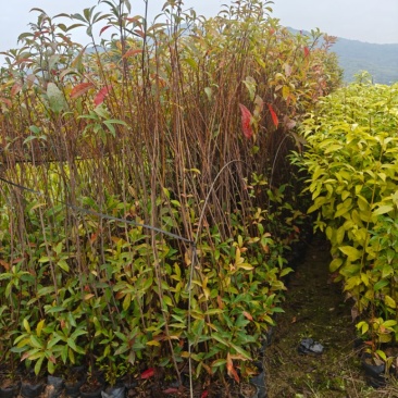 山杜英小袋苗木