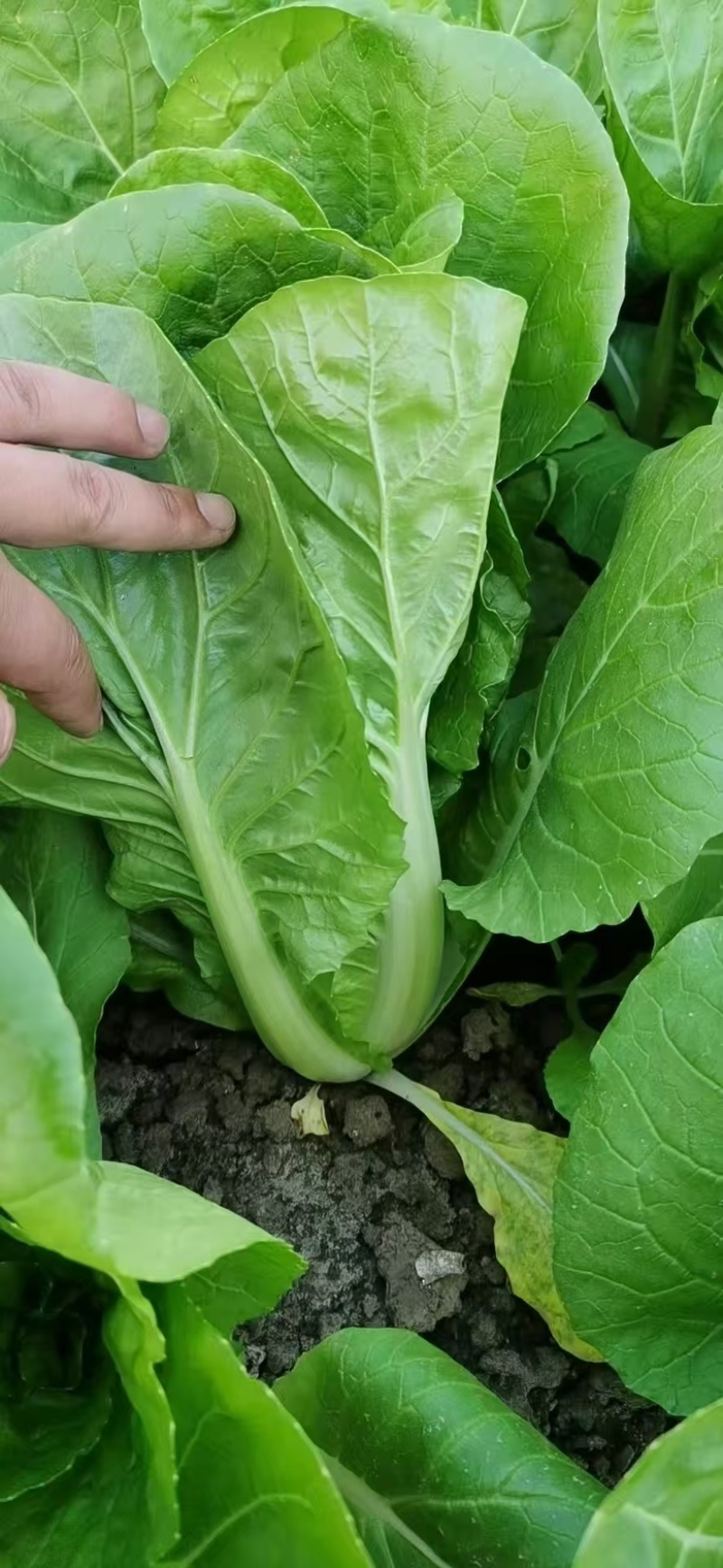 小白菜大量上市，产地直发，品质有保障，欢迎咨询下单