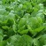 小白菜大量上市，产地直发，品质有保障，欢迎咨询下单